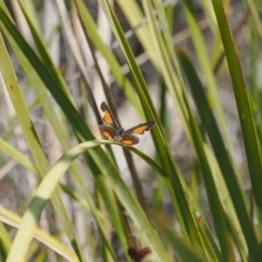 Paralucia aurifera at Rendezvous Creek, ACT - 3 Oct 2022