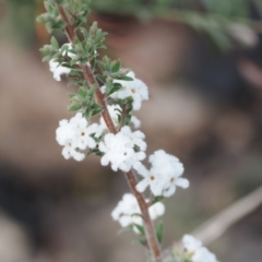 Leucopogon microphyllus var. pilibundus (Hairy Beard Heath) at Rendezvous Creek, ACT - 3 Oct 2022 by RAllen