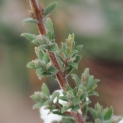 Leucopogon microphyllus var. pilibundus at Rendezvous Creek, ACT - suppressed