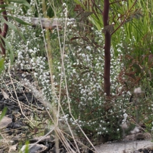 Leucopogon microphyllus var. pilibundus at Rendezvous Creek, ACT - suppressed