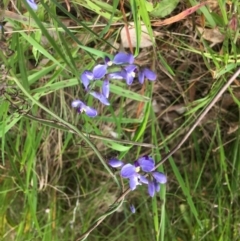 Comesperma volubile (Love Creeper) at Yarralumla, ACT - 2 Oct 2022 by grakymhirth@tpg.com