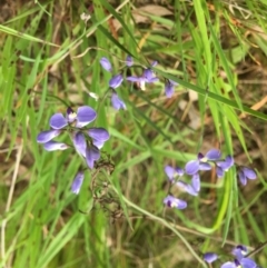 Comesperma volubile at Yarralumla, ACT - 2 Oct 2022