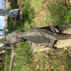Pogona barbata (Eastern Bearded Dragon) at Yarralumla, ACT - 2 Oct 2022 by grakymhirth@tpg.com