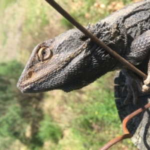 Pogona barbata at Yarralumla, ACT - 2 Oct 2022