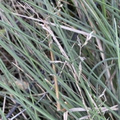 Poa sp. (A Snow Grass) at Rendezvous Creek, ACT - 3 Oct 2022 by RAllen