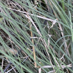 Poa sp. at Rendezvous Creek, ACT - suppressed