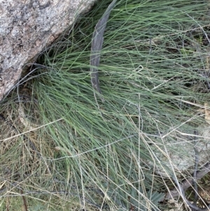 Poa sp. at Rendezvous Creek, ACT - suppressed