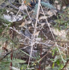 Poa sp. at Rendezvous Creek, ACT - suppressed