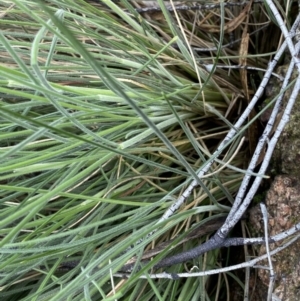 Poa sp. at Rendezvous Creek, ACT - suppressed