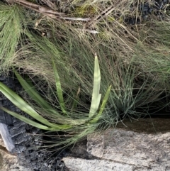 Poa sp. at Rendezvous Creek, ACT - suppressed