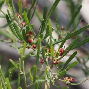 Dodonaea viscosa subsp. angustissima at Rendezvous Creek, ACT - suppressed