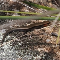 Acritoscincus platynotus (Red-throated Skink) at Rendezvous Creek, ACT - 3 Oct 2022 by RAllen