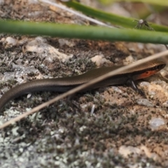 Acritoscincus platynotus at Rendezvous Creek, ACT - suppressed