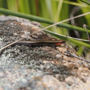 Acritoscincus platynotus at Rendezvous Creek, ACT - suppressed