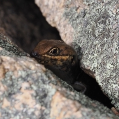 Liopholis whitii (White's Skink) at Namadgi National Park - 3 Oct 2022 by RAllen