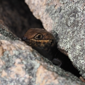 Liopholis whitii at Rendezvous Creek, ACT - suppressed