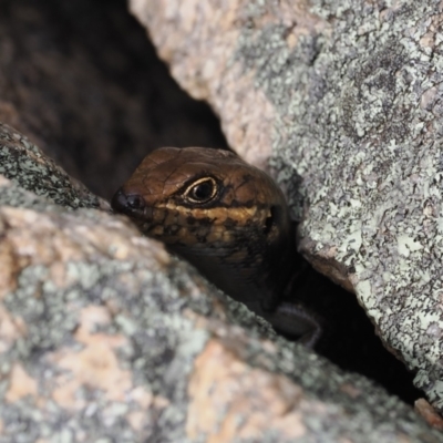 Liopholis whitii (White's Skink) at Rendezvous Creek, ACT - 3 Oct 2022 by RAllen