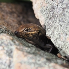 Liopholis whitii at Rendezvous Creek, ACT - suppressed