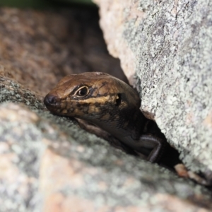 Liopholis whitii at Rendezvous Creek, ACT - suppressed