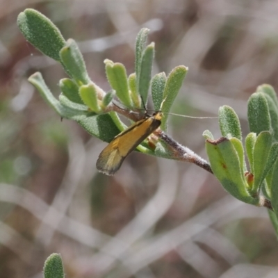 Philobota undescribed species near arabella (A concealer moth) at Namadgi National Park - 3 Oct 2022 by RAllen