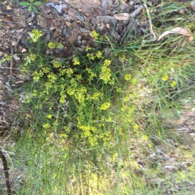 Pimelea curviflora (Curved Rice-flower) at Yarralumla, ACT - 2 Nov 2021 by grakymhirth@tpg.com
