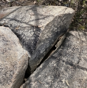 Varanus rosenbergi at Rendezvous Creek, ACT - 3 Oct 2022