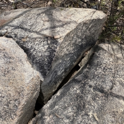 Varanus rosenbergi (Heath or Rosenberg's Monitor) at Namadgi National Park - 3 Oct 2022 by RAllen