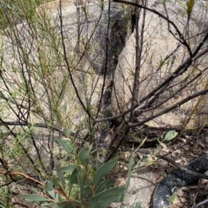 Varanus rosenbergi at Rendezvous Creek, ACT - 3 Oct 2022