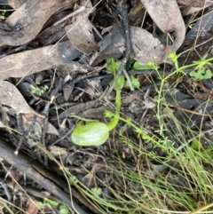 Pterostylis nutans (Nodding Greenhood) at Point 4522 - 6 Oct 2022 by teeniiee