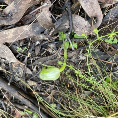 Pterostylis nutans (Nodding Greenhood) at Aranda Bushland - 6 Oct 2022 by teeniiee