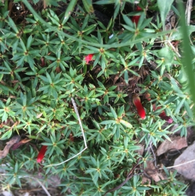 Styphelia humifusum (Cranberry Heath) at Yarralumla, ACT - 22 Mar 2022 by grakymhirth@tpg.com