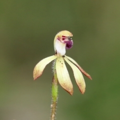 Caladenia testacea (Honey Caladenia) at Woodlands - 10 Oct 2022 by Snowflake