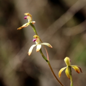 Caladenia testacea at Woodlands, NSW - suppressed