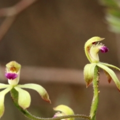 Caladenia testacea at Woodlands, NSW - suppressed