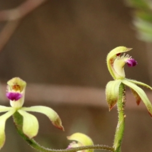 Caladenia testacea at Woodlands, NSW - suppressed