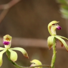 Caladenia testacea at Woodlands, NSW - 10 Oct 2022