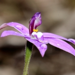 Glossodia major (Wax Lip Orchid) at suppressed - 6 Oct 2022 by Snowflake