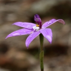 Glossodia major at Woodlands, NSW - 6 Oct 2022