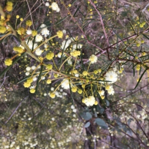 Acacia genistifolia at Yarralumla, ACT - 19 Jul 2022
