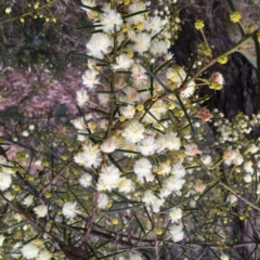 Acacia genistifolia at Yarralumla, ACT - 19 Jul 2022