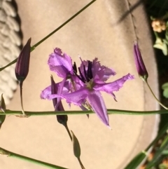 Arthropodium fimbriatum (Nodding Chocolate Lily) at Stirling Park - 24 Nov 2020 by grakymhirth@tpg.com