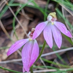 Caladenia carnea (Pink Fingers) at Gundaroo, NSW - 6 Oct 2022 by MPennay