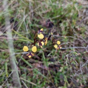 Diuris pardina at Gundaroo, NSW - suppressed