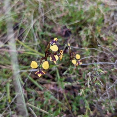 Diuris pardina (Leopard Doubletail) at Mcleods Creek Res (Gundaroo) - 6 Oct 2022 by MPennay