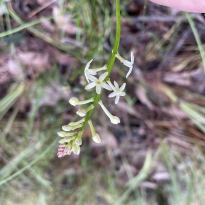 Stackhousia monogyna (Creamy Candles) at QPRC LGA - 6 Oct 2022 by Mavis