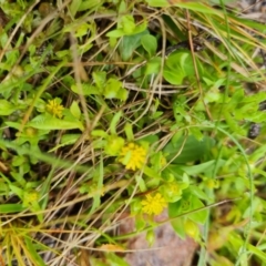 Triptilodiscus pygmaeus (Annual Daisy) at Wanniassa Hill - 6 Oct 2022 by Mike