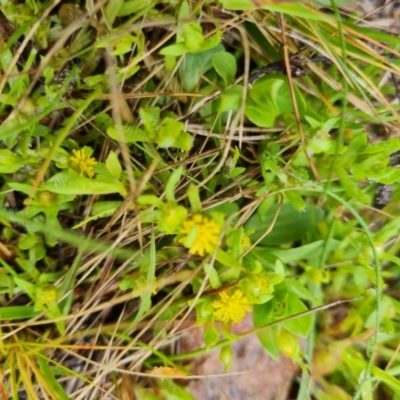 Triptilodiscus pygmaeus (Annual Daisy) at Wanniassa Hill - 6 Oct 2022 by Mike