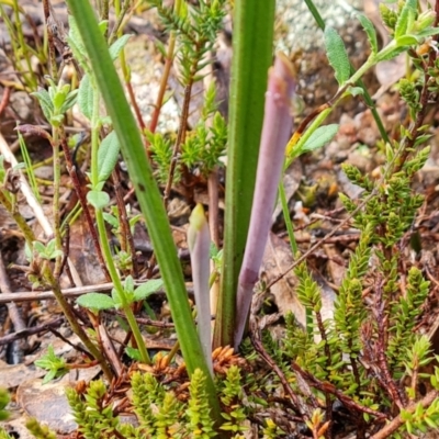 Thelymitra (Genus) (Sun Orchid) at Jerrabomberra, ACT - 6 Oct 2022 by Mike