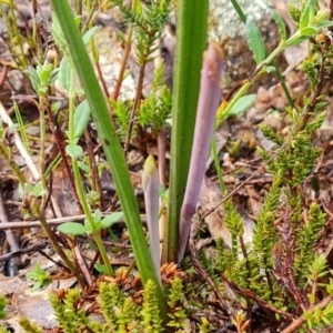 Thelymitra sp. (TBC) at suppressed by Mike