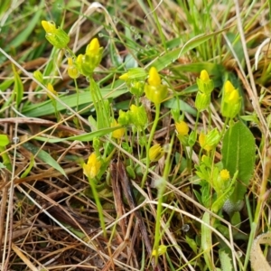 Cicendia quadrangularis at Jerrabomberra, ACT - 6 Oct 2022